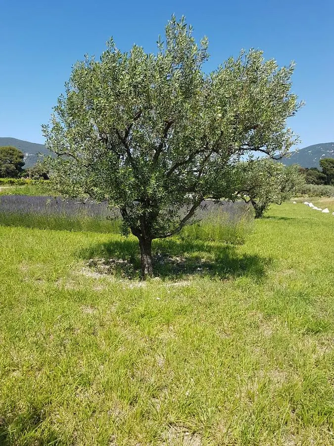 Holiday home Gite Les Lavandes Vaison-la-Romaine