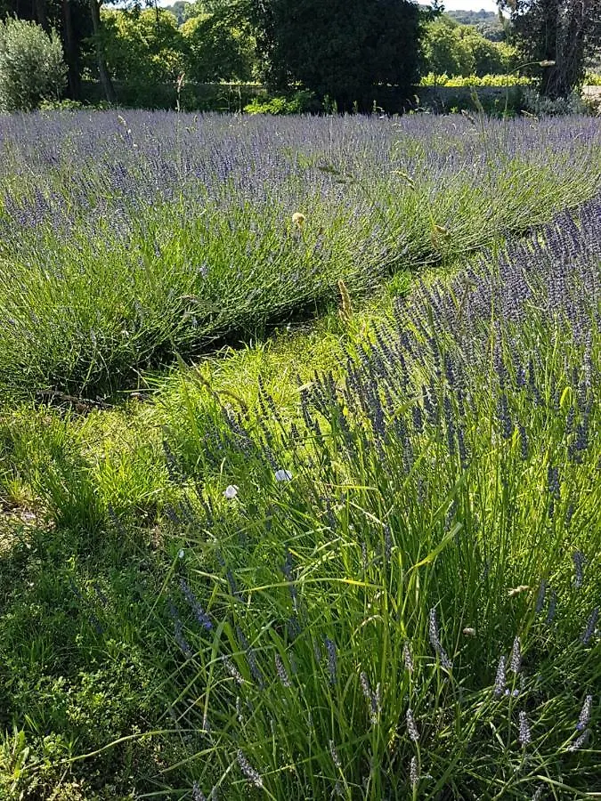 Holiday home Gite Les Lavandes Vaison-la-Romaine France